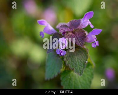 Lamium purpureum in fiore all'inizio della primavera Foto Stock