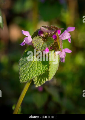 Lamium purpureum in fiore all'inizio della primavera Foto Stock