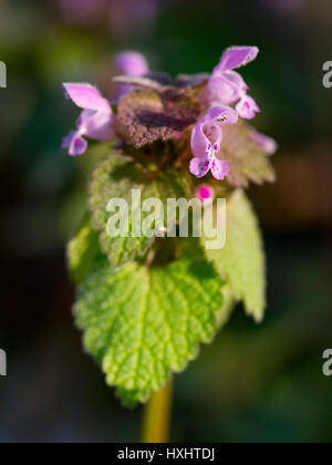 Lamium purpureum in fiore all'inizio della primavera Foto Stock