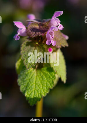 Lamium purpureum in fiore all'inizio della primavera Foto Stock