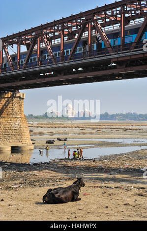 Un bufalo seduti davanti a una scena di bambini come essi attraverso il recupero rifiuti gettati da treni attraversando il ponte overhead, fiume Yamuna, Agra Foto Stock