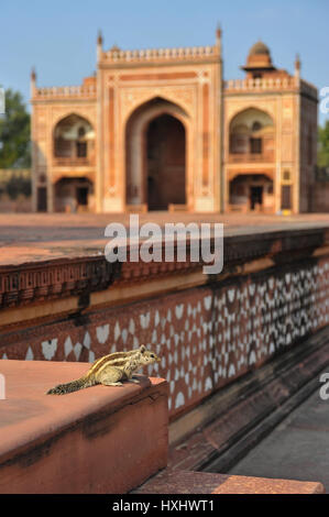Northern Palm scoiattolo (Funambulus pennantii) sui gradini di pietra arenaria presso la tomba di I'timād-ud-Daulah, Agra Foto Stock