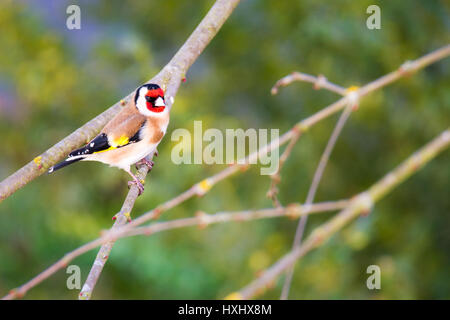 Cardellino europeo (Carduelis carduelis) seduto su un ramo di un albero Foto Stock