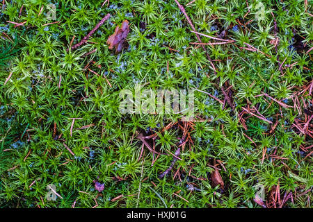 La molla nella foresta. La natura si sta svegliando. Una macro shot di muschio piante raggiungendo per la luce del giorno e i primi raggi del sole. Ghiaccio, neve su erba verde e spessi m Foto Stock