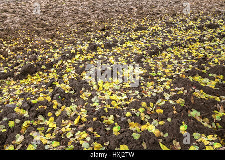 Foglie di autunno in un campo arato Foto Stock