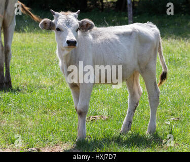 Ungherese bovini grigio Foto Stock