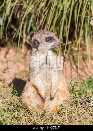 merkaat Foto Stock