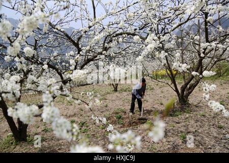 Chongqing Cina. 28 Mar, 2017. Un agricoltore elimina le erbacce sotto prugna fiori in Xiaonanhai città del Distretto di Qianjiang di Chongqing, a sud-ovest della Cina, 28 marzo 2017. Credito: Yang Min/Xinhua/Alamy Live News Foto Stock