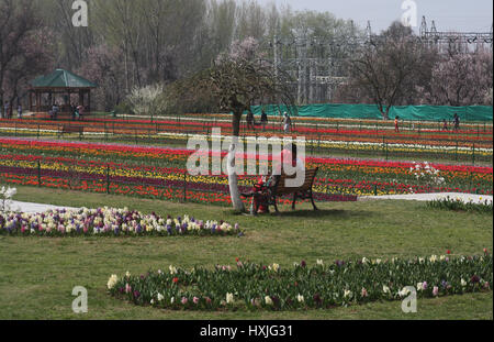 Srinagar Kashmir. 29 Mar, 2017. Paio di sedersi da tulipani. Come la molla consente di impostare in e i fiori sono in piena fioritura, il Tulip festival è preparato per il 1 di aprile. Il festival sarà ospitato presso la Indira Gandhi Memorial Tulip giardino che si affaccia sulla Scenic dal lago. Il giardino ha più di 20 lakh tulipani di 46 varietà e la sua apertura segna l inizio della stagione turistica nella valle. Credito: sofi suhail/Alamy Live News Foto Stock