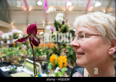 Lawrence e Lindley sale, Westminster, London, Regno Unito. Il 29 marzo 2017. La molla di Londra impianto e Orchid mostra aperta in un tripudio di colori che celebra la primavera nel cuore della citta'. Credito: Malcolm Park editoriale/Alamy Live News. Foto Stock