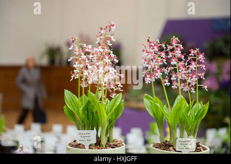 Lawrence e Lindley sale, Westminster, London, Regno Unito. Il 29 marzo 2017. La molla di Londra impianto e Orchid mostra aperta in un tripudio di colori che celebra la primavera nel cuore della citta'. Credito: Malcolm Park editoriale/Alamy Live News. Foto Stock