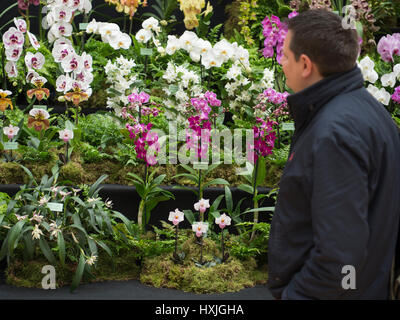 Lawrence e Lindley sale, Westminster, London, Regno Unito. Il 29 marzo 2017. La molla di Londra impianto e Orchid mostra aperta in un tripudio di colori che celebra la primavera nel cuore della citta'. Credito: Malcolm Park editoriale/Alamy Live News. Foto Stock