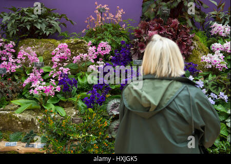 Lawrence e Lindley sale, Westminster, London, Regno Unito. Il 29 marzo 2017. La molla di Londra impianto e Orchid mostra aperta in un tripudio di colori che celebra la primavera nel cuore della citta'. Credito: Malcolm Park editoriale/Alamy Live News. Foto Stock