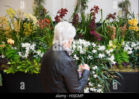 Lawrence e Lindley sale, Westminster, London, Regno Unito. Il 29 marzo 2017. La molla di Londra impianto e Orchid mostra aperta in un tripudio di colori che celebra la primavera nel cuore della citta'. Credito: Malcolm Park editoriale/Alamy Live News. Foto Stock