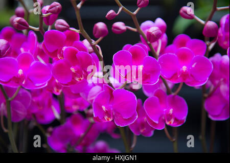 Lawrence e Lindley sale, Westminster, London, Regno Unito. Il 29 marzo 2017. La molla di Londra impianto e Orchid mostra aperta in un tripudio di colori che celebra la primavera nel cuore della citta'. Credito: Malcolm Park editoriale/Alamy Live News. Foto Stock