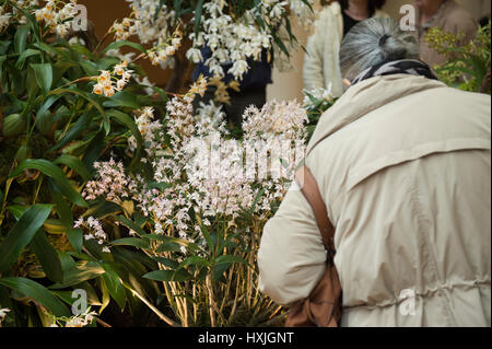 Lawrence e Lindley sale, Westminster, London, Regno Unito. Il 29 marzo 2017. La molla di Londra impianto e Orchid mostra aperta in un tripudio di colori che celebra la primavera nel cuore della citta'. Credito: Malcolm Park editoriale/Alamy Live News. Foto Stock