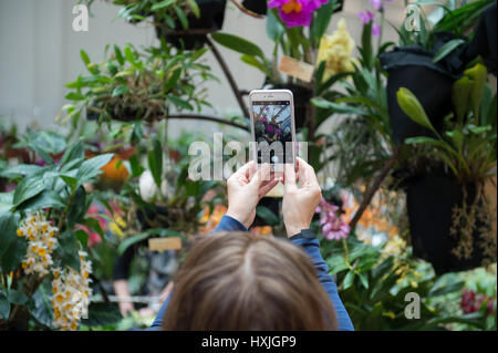 Lawrence e Lindley sale, Westminster, London, Regno Unito. Il 29 marzo 2017. La molla di Londra impianto e Orchid mostra aperta in un tripudio di colori che celebra la primavera nel cuore della citta'. Credito: Malcolm Park editoriale/Alamy Live News. Foto Stock