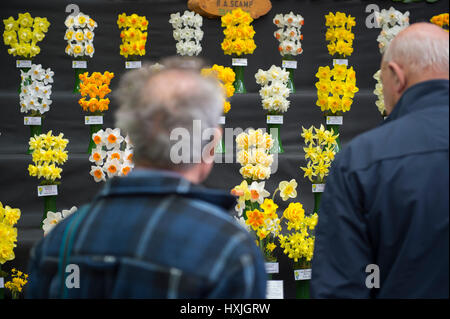 Lawrence e Lindley sale, Westminster, London, Regno Unito. Il 29 marzo 2017. La molla di Londra impianto e Orchid mostra aperta in un tripudio di colori che celebra la primavera nel cuore della citta'. Credito: Malcolm Park editoriale/Alamy Live News. Foto Stock