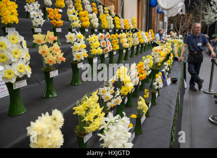 Lawrence e Lindley sale, Westminster, London, Regno Unito. Il 29 marzo 2017. La molla di Londra impianto e Orchid mostra aperta in un tripudio di colori che celebra la primavera nel cuore della citta'. Credito: Malcolm Park editoriale/Alamy Live News. Foto Stock