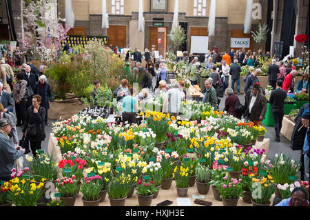 Lawrence e Lindley sale, Westminster, London, Regno Unito. Il 29 marzo 2017. La molla di Londra impianto e Orchid mostra aperta in un tripudio di colori che celebra la primavera nel cuore della citta'. Credito: Malcolm Park editoriale/Alamy Live News. Foto Stock