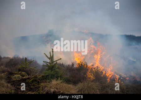 Heather burns accanto ai giovani pini durante un muirburn su un heather moorland nei pressi di Inverness. Muirburn è controllata heather burning ed è considerato un importante paese pratica di gestione. Foto Stock
