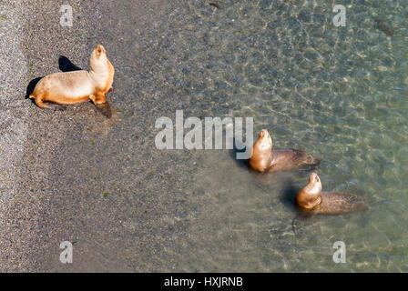 Colonia del sud americana leone di mare sulla spiaggia - Otaria flavescens - Punta Loma Riserva Naturale - Puerto Madryn - Argentina Foto Stock