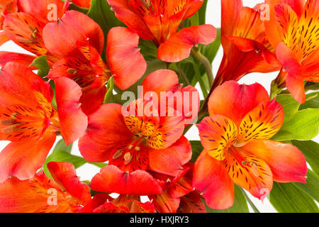 Chiudere lo sfondo di rosso-arancione alstroemeria fiori e foglie. AKA giglio Peruviano Foto Stock