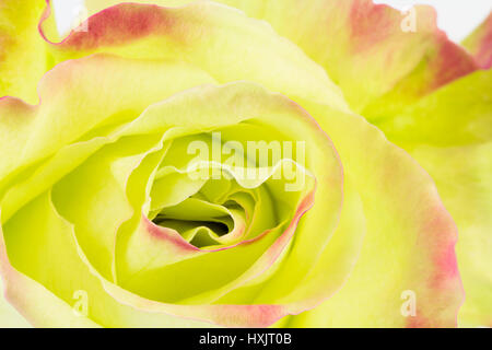 Due tonalità di rosa verde rosso con petali a punta stretta fino sfondo Foto Stock