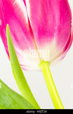 Angolo di vista dal di sotto del rosa e del tulipano bianco con il gambo e le foglie. Foto Stock