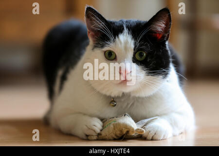 Bianco e nero gatto con un giocattolo sul pavimento Foto Stock