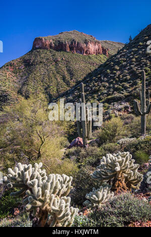 Una vista del paesaggio del deserto di vegetazione di cactus nel Tonto National Forest, Arizona, Stati Uniti. Foto Stock