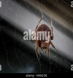 La molla TX USA - Marzo 22, 2017 - Femmina Wolf Spider su un sito web Foto Stock