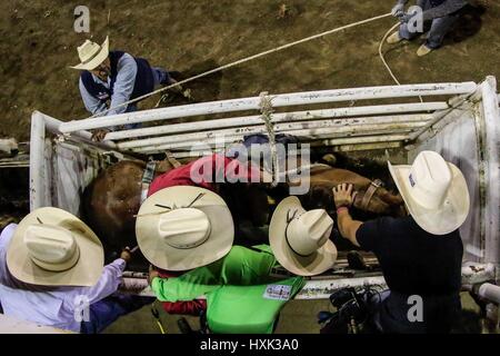 Relazione sulla rodeo piloti e ambiente intorno a questo Vaquero sport che ha una grande forza in Sonora. Le immagini di un disco West rodeo giorno in arena Foto Stock