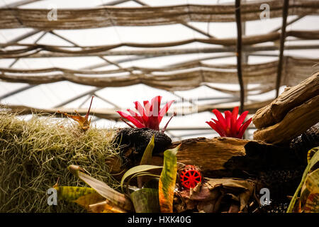 Bromeliad nel giardino botanico Foto Stock