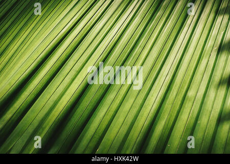 Foglia verde nido di uccelli fern Foto Stock