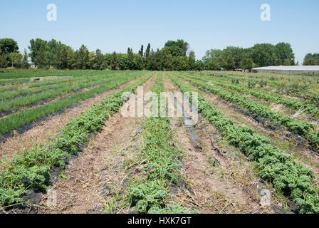 Righe di cavolo riccio che cresce in un campo Foto Stock