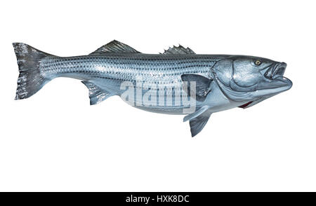 Montato Striped Bass su uno sfondo bianco. Foto Stock