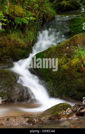 Una delle molte piccole cascate nei boschi intorno a Nant Gwernol, nelle montagne del Galles Centrale. Foto Stock