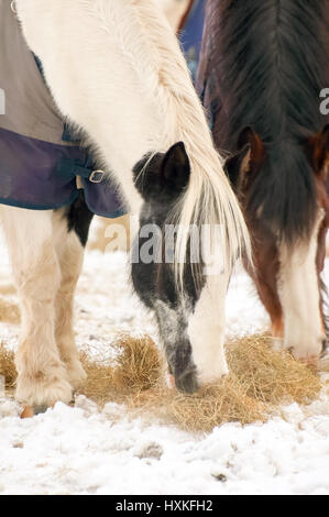 Cavalli mangiare fieno in un paddock nevoso Foto Stock