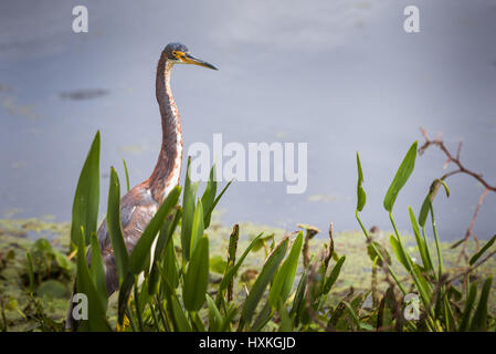 Tri color heron in piedi di fronte a foglie con acqua in background Foto Stock