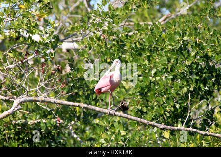 Roseate Spoonbill appollaiato su alberi di mangrovie nella palude di mangrovie in Ding Darling Wildlife Refuge, Florida Foto Stock