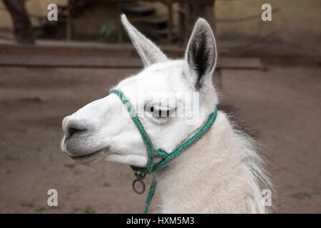 Lama bianca (lama lama) a Quito, Ecuador Foto Stock