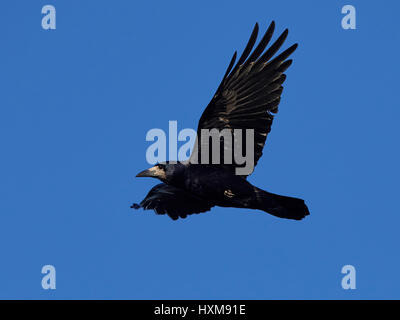 Rook in volo con i cieli blu in background Foto Stock