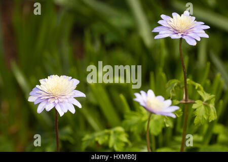 Intricate doppia bianca centrato forma di blu, windflower appenina Anemone Foto Stock