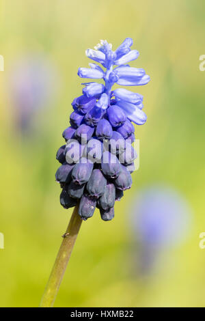 Due toni chiari e scuri blu fiore spike della primavera precoce fioritura della lampadina, Muscari latifolium Foto Stock