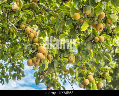 Pere asiatici sulla struttura ad albero Foto Stock