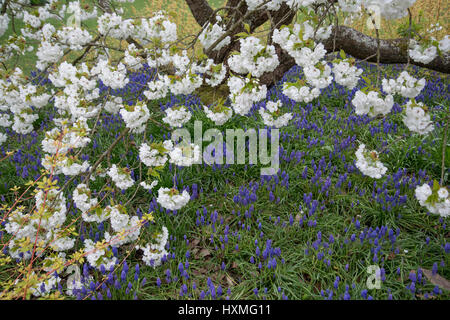 Giacinto di uva {Muscari armeniacum} fioritura in giardino sotto il giapponese fioritura ciliegio (Prunus shirotae) REGNO UNITO Foto Stock