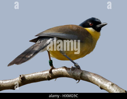 Blue-Crowned Laughingthrush (garrulaz courtoisi) Foto Stock