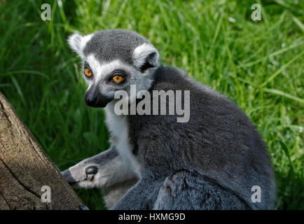 Lemure Ring-Tailed (Lemur catta) Foto Stock