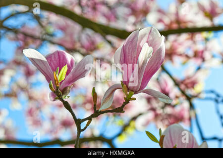 Bellissimo albero di Magnolia e fiori a pasqua a Bruxelles, Belgio, Europa Foto Stock